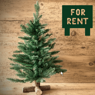 Chirstmas Tree for Rent